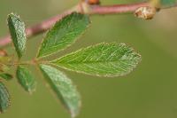 Rosa agrestis