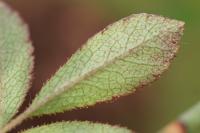 Rosa agrestis