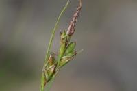 Carex halleriana