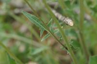 Crepis vesicaria