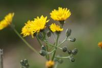 Crepis vesicaria