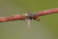 Rosa agrestis