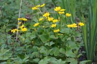 Caltha palustris
