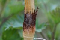 Equisetum telmateia