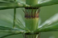Equisetum telmateia