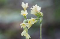 Primula elatior