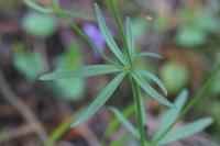Ranunculus auricomus