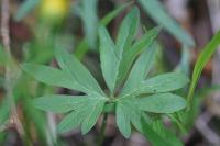 Ranunculus auricomus