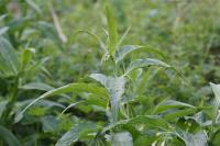 Symphytum officinale