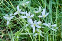 Ornithogalum umbellatum
