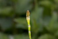 Equisetum palustre