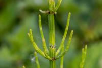Equisetum palustre