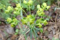 Euphorbia cyparissias
