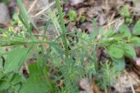Euphorbia cyparissias