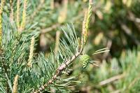 Pinus sylvestris