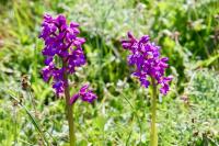 Orchis mascula