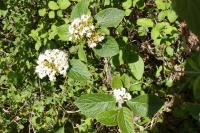 Viburnum lantana