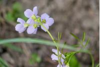 Cardamine pratensis