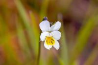 Viola arvensis