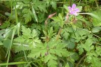 Geranium robertianum