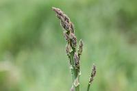 Asparagus officinalis