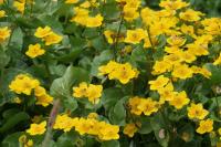 Caltha palustris