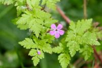 Geranium robertianum