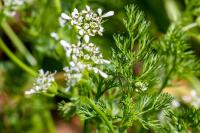 Scandix pecten-veneris