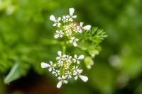 Scandix pecten-veneris