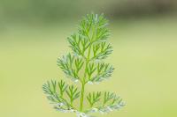 Scandix pecten-veneris