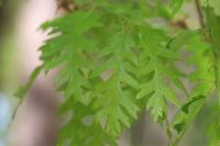 Quercus cerris