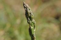 Asparagus officinalis
