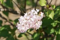 Syringa vulgaris