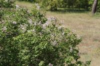 Syringa vulgaris