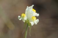Linaria supina