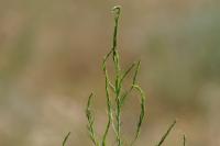 Asparagus officinalis