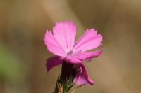 Dianthus carthusianorum