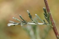 Artemisia campestris