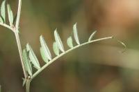 Vicia sativa