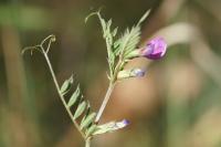 Vicia sativa