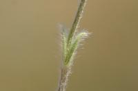 Cerastium brachypetalum