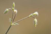 Cerastium brachypetalum