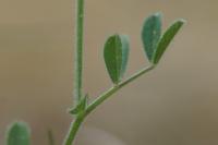 Vicia lathyroides