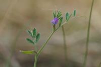Vicia lathyroides