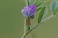 Vicia lathyroides