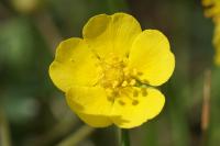 Potentilla verna