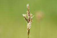 Carex praecox