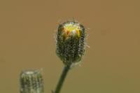 Crepis capillaris