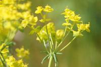 Euphorbia cyparissias