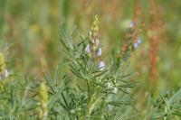 Lupinus angustifolius